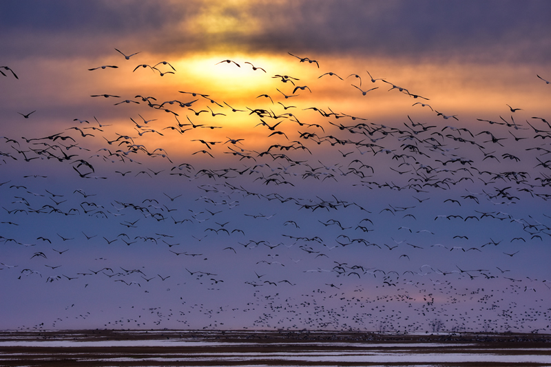 Geese at Sunset by Darlene Perkin